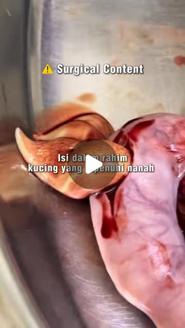 Pyometra