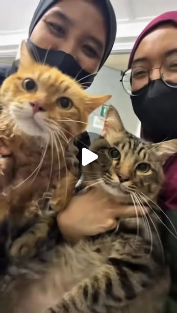 Dua ekor behave masa grooming