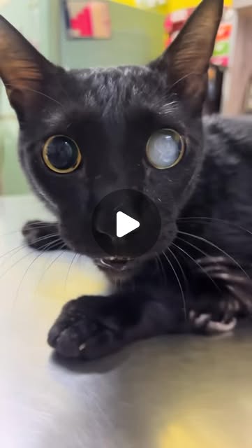 Tam , Buta, 6 jari, siap microchip