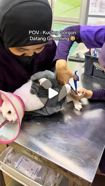 Gorgon, Tetap garang masa grooming