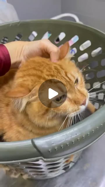 Checkup naik bakul , versi ekonomi