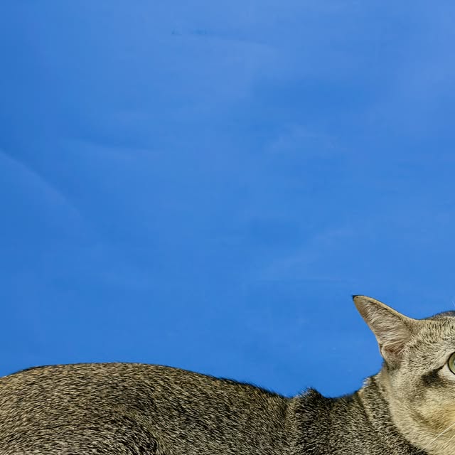Musang, Microchip & vaksin