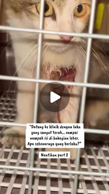 Stray Cat , Luka serius dirawat
