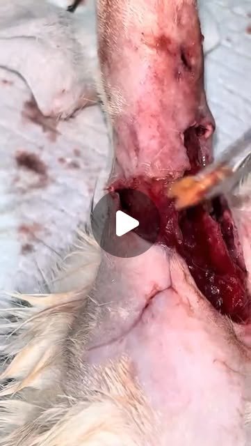 Stray Cat , Rawatan luka menyakitkan