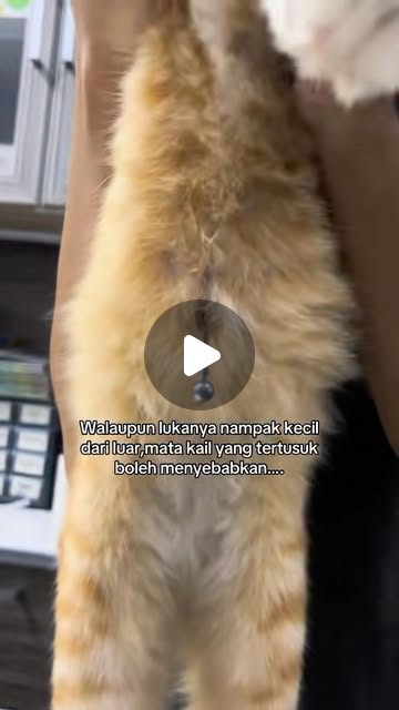 Oyen , Mata kail tersangkut di perut