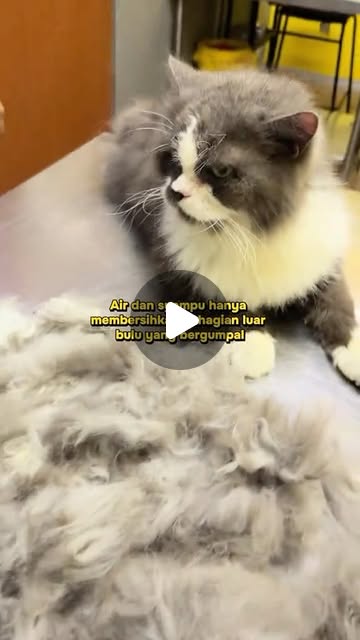 Tom, Buang bulu matted