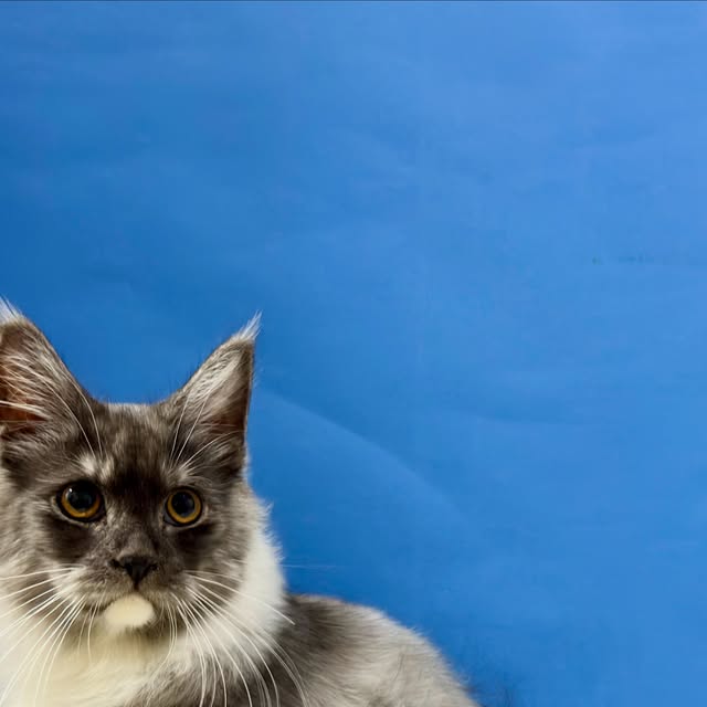 Mojo , Maine Coon siap passport