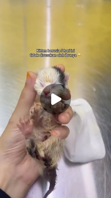 Anak kucing 5 hari, disusukan 2 jam sekali