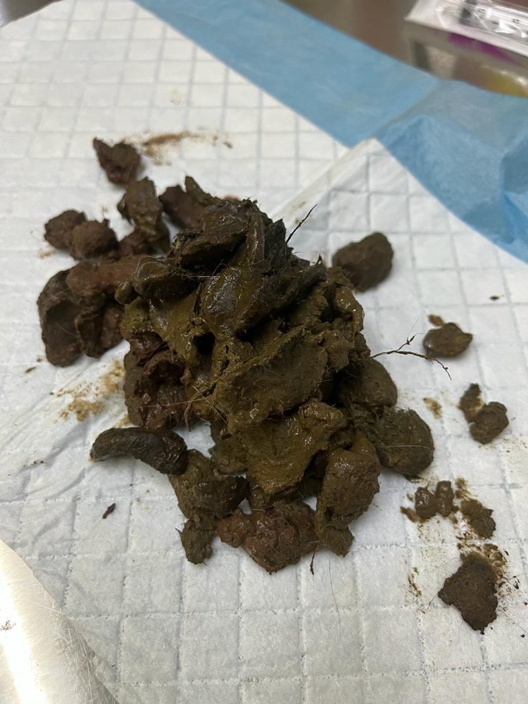 Najis yang dikeluarkan semasa prosedur deobstipation kucing di Klinik Veterinar dan Surgeri Fawa
