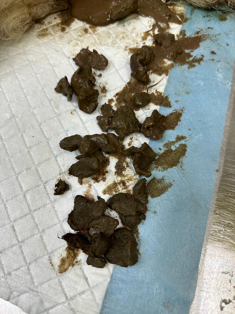 Najis keras yang dikeluarkan secara manual daripada kucing di bawah bius am di Klinik Veterinar dan Surgeri Fawa