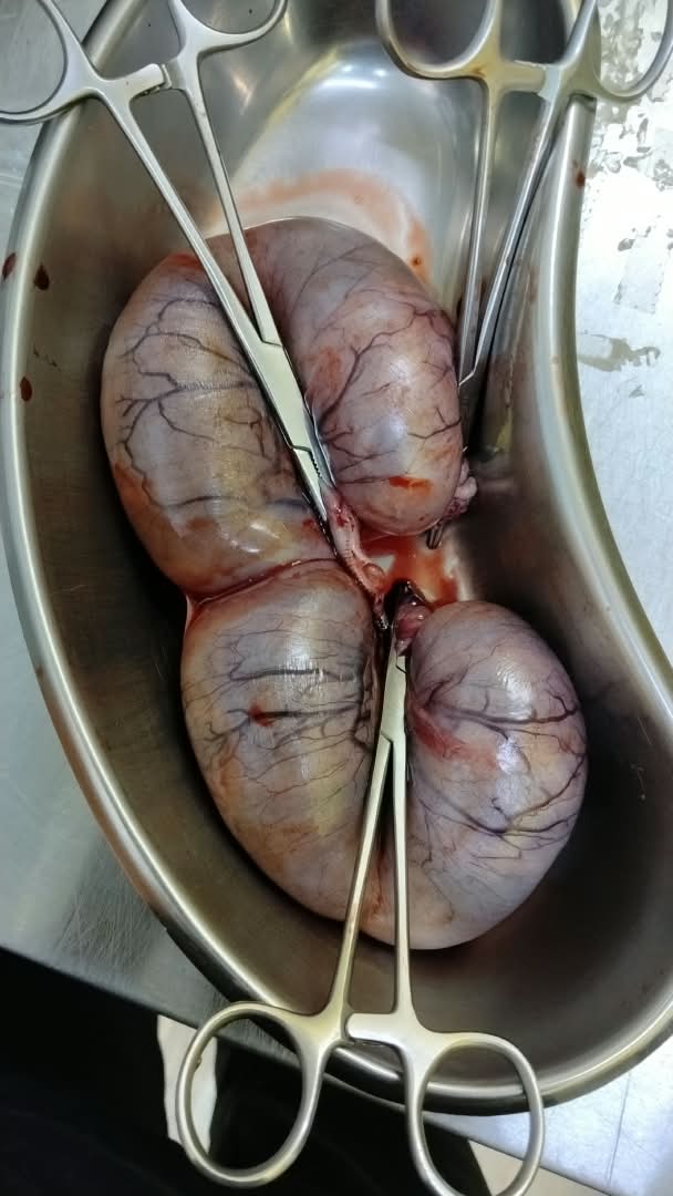 Imej pembedahan rahim kucing mengandung selepas spay abortion di klinik kucing Balakong
