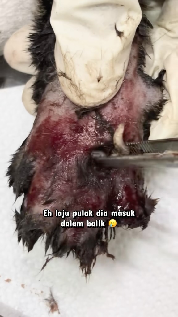 Amaran luka maggot pada kucing
