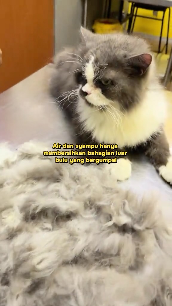 Bulu kusut boleh menyakitkan kucing