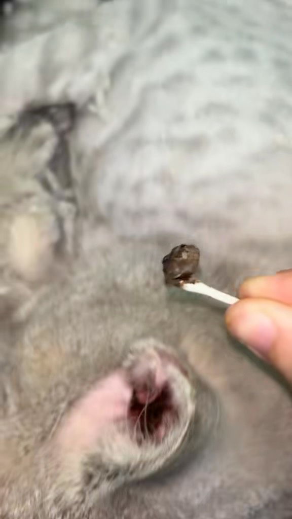 Tahi telinga biasa atau ear mite
