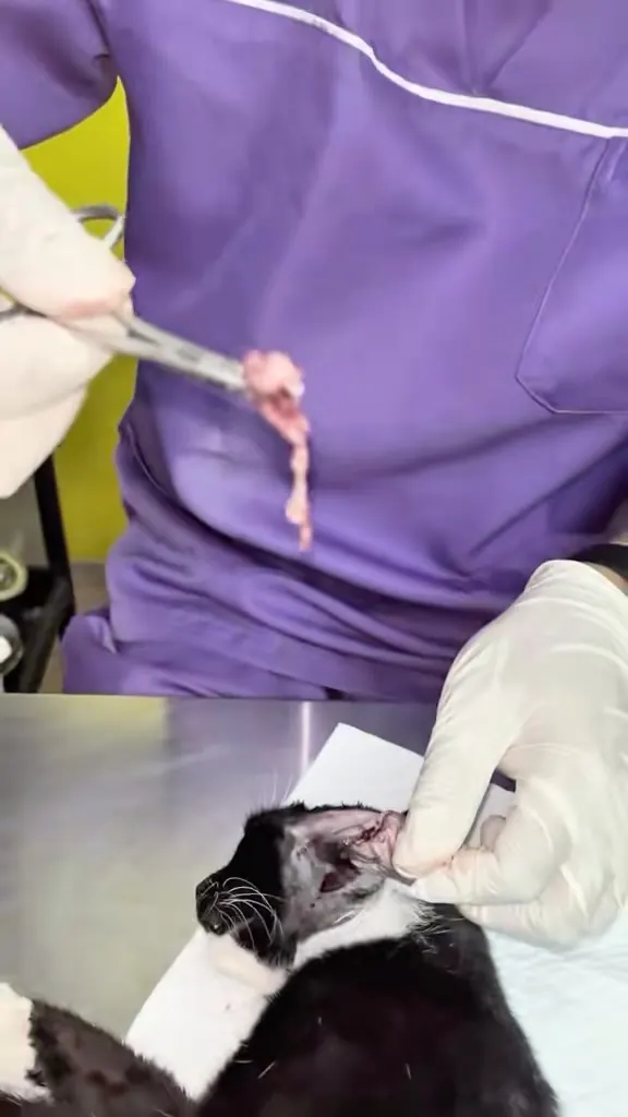 Kes kucing Klinik Fawa — Telinga