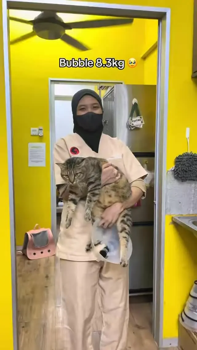 Kes kucing Klinik Fawa — Kecemasan
