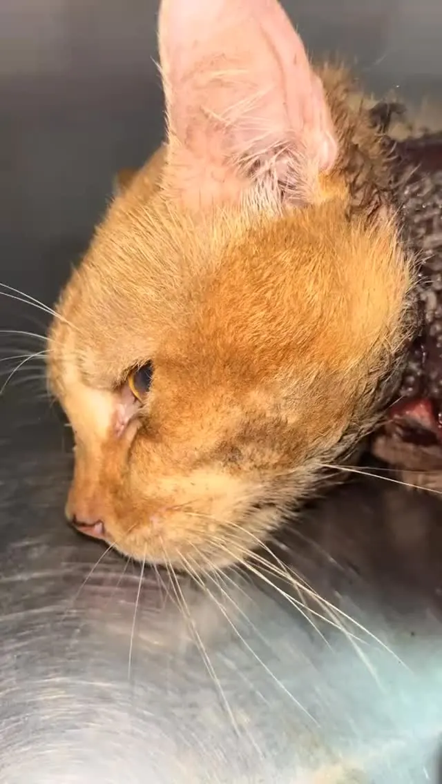 Kes kucing Klinik Fawa — Rawatan Luka