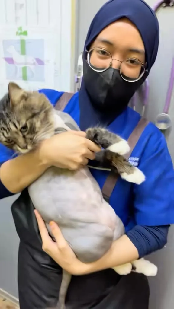 Kes kucing Klinik Fawa — Grooming