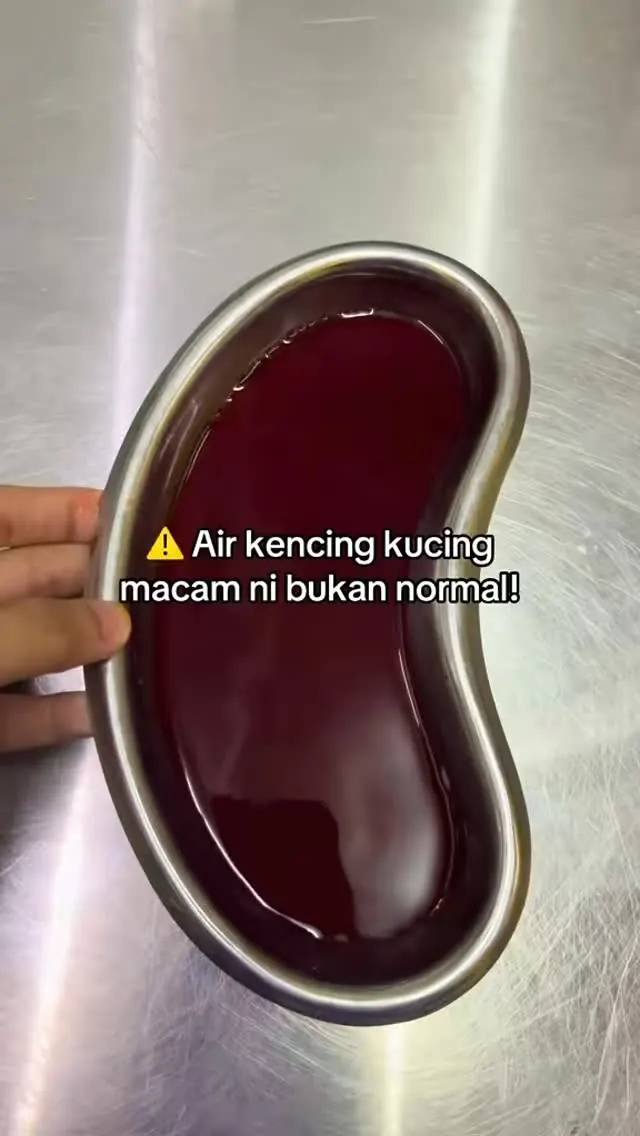 Kes kucing Klinik Fawa — Kecemasan