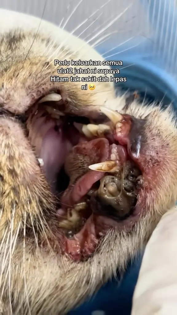 Kes kucing Klinik Fawa — Rawatan Luka